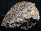 Polished Fossil Coral Head - Morocco #9332-2